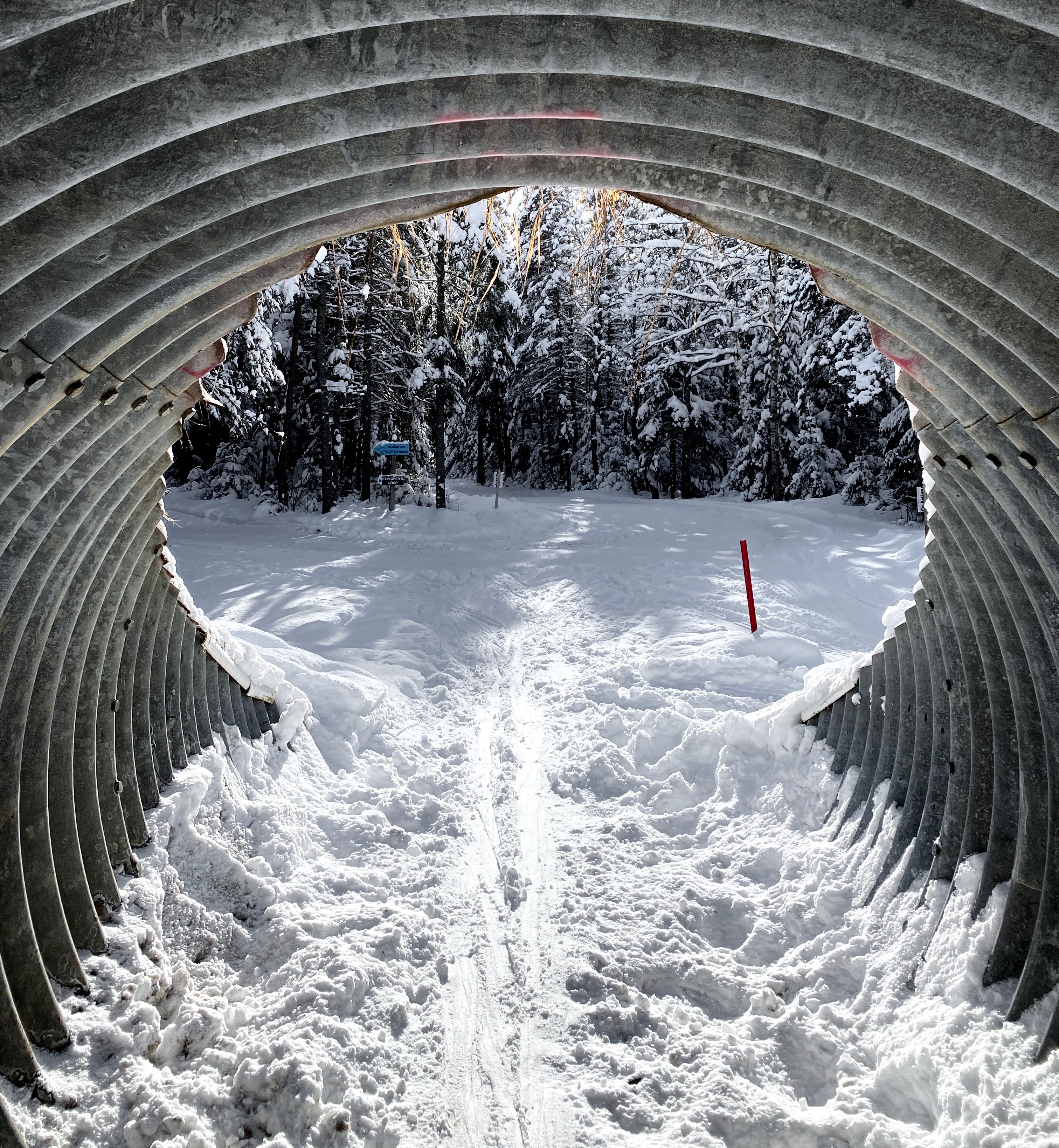 Tunnel to ski through on cross-country ski trail.