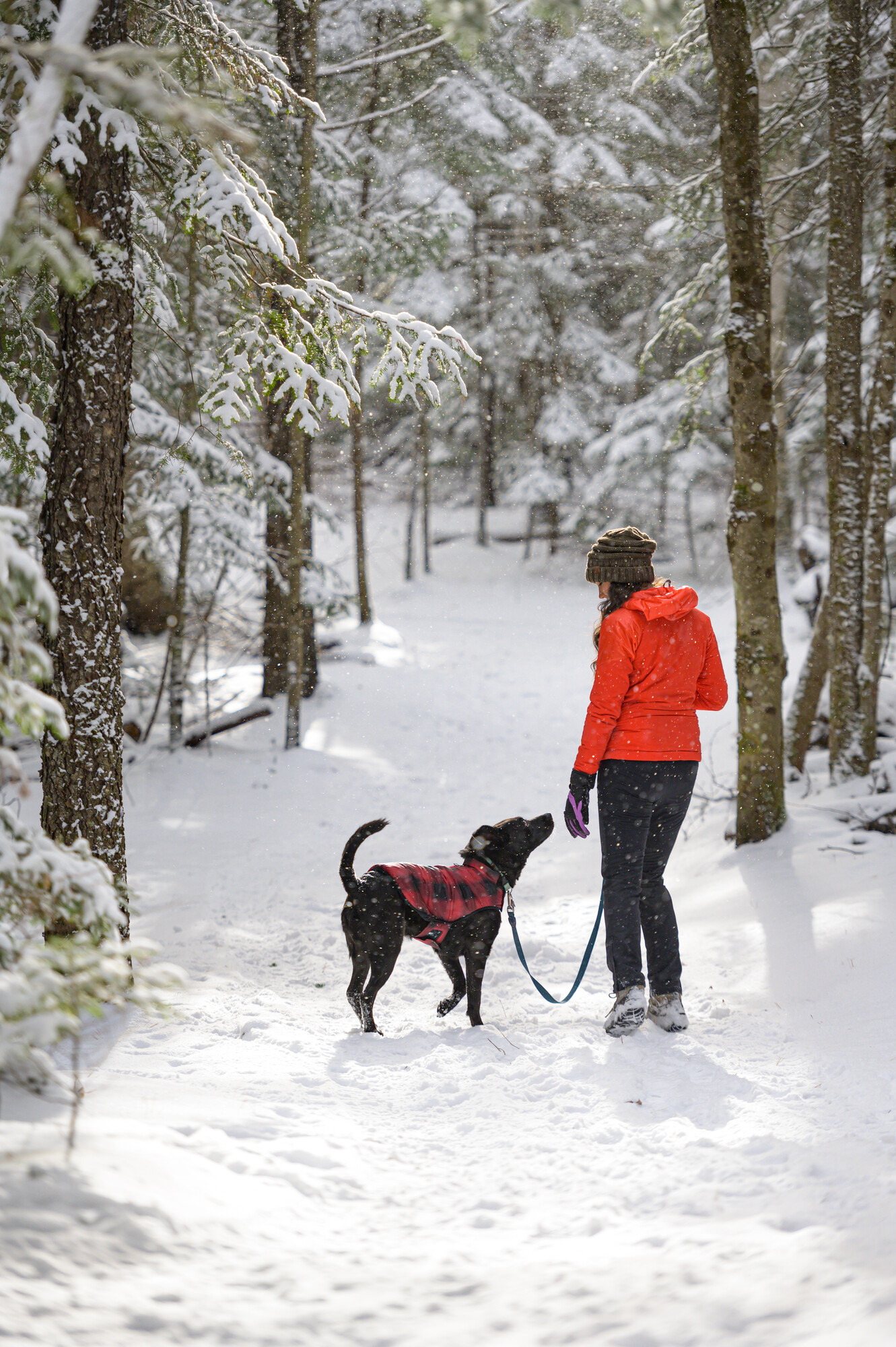 A woman and dog enjoy a snowy walk at Henry's Woods.
