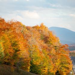 A road cuts through trees during the fall with mountains in the background.