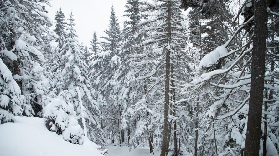 A snowy Adirondack forest
