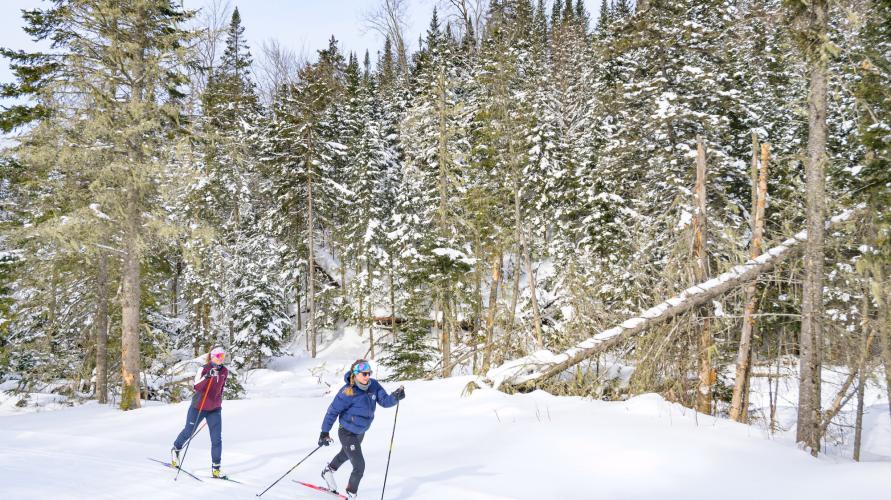 Two cross-country skiers ski in a snowy forest