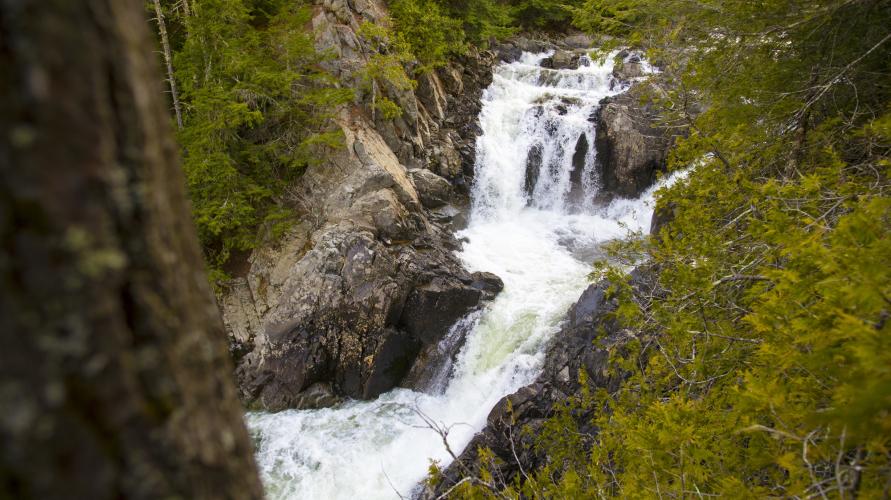 A waterfall cuts through new spring green leaves.