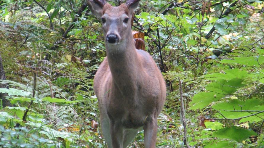 A buck looks out from the bushes.
