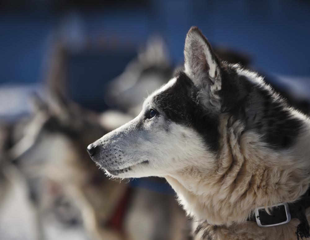 Close up of a husky before taking off on the next sled ride.