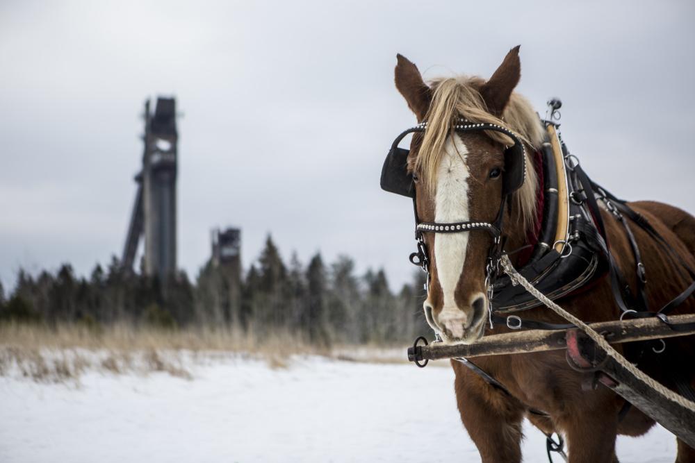 Close up of horse with the Lake Placid Ski Jumps in the background.