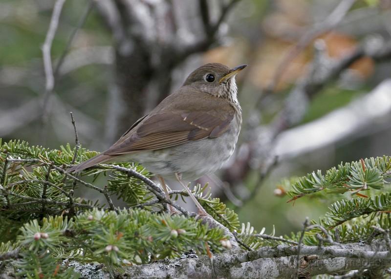 The Bicknell's thrush is a target species for many birdwatchers who visit the Adirondacks and Whiteface Mountain. Photo courtesy of http://www.masterimages.org/ Bicknell's Thrush
