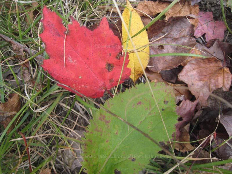 autumn leaves