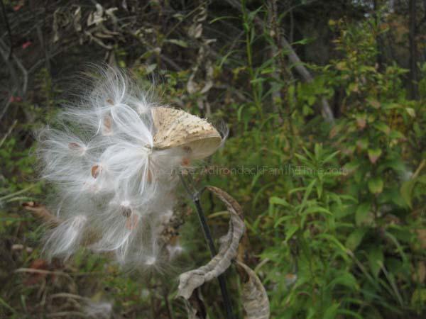 milkweed