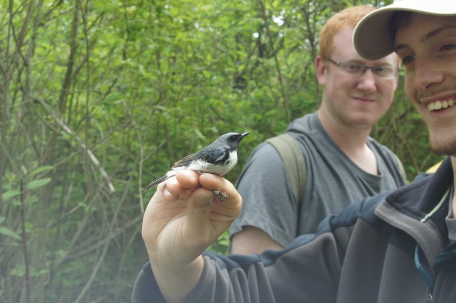 A black-throated blue warbler poses in the hand of a bird bander at Braddock Bay Bird Observatory near Rochester, NY. Black-throated Blue Warbler