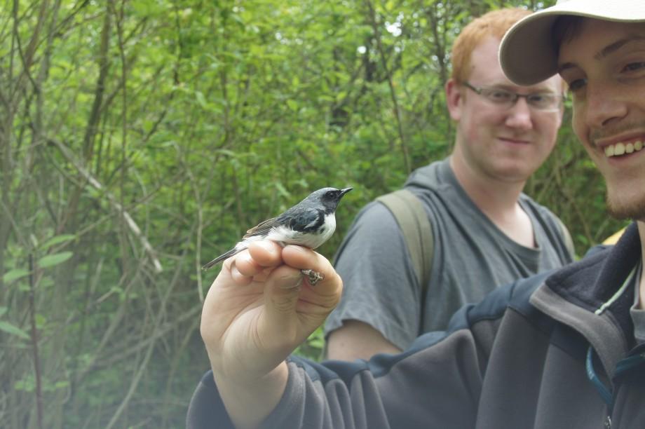 Black-throated Blue Warbler