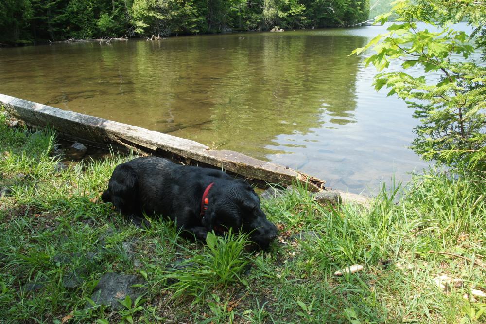 Wren chews a stick on the shore of McKenzie Pond