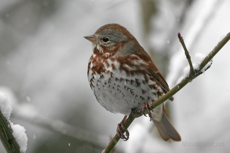 Migratory birds use cold fronts as they fly south in the fall. At this time of year sparrows, such as this fox sparrow, are passing through and leaving the region for warmer climes. Photo courtesy of www.masterimages.org. fox sparrow - Larry