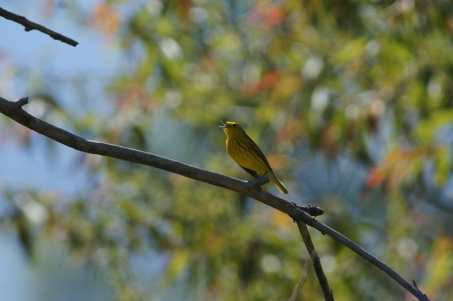 A male yellow warbler sings on his territory. Yellow Warbler Male