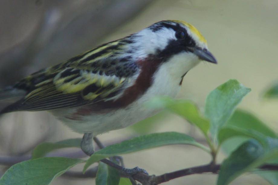 Male Chestnut-sided Warbler