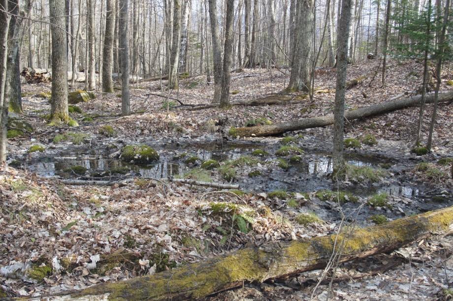 This small vernal pool of meltwater and spring rains holds wood frog eggs. Vernal Pool Haystack Trailhead