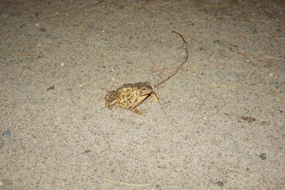 An American toad migrates towards breeding pools at night. American Toad