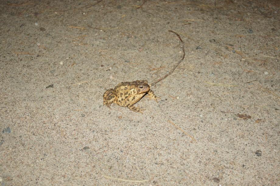 American Toad