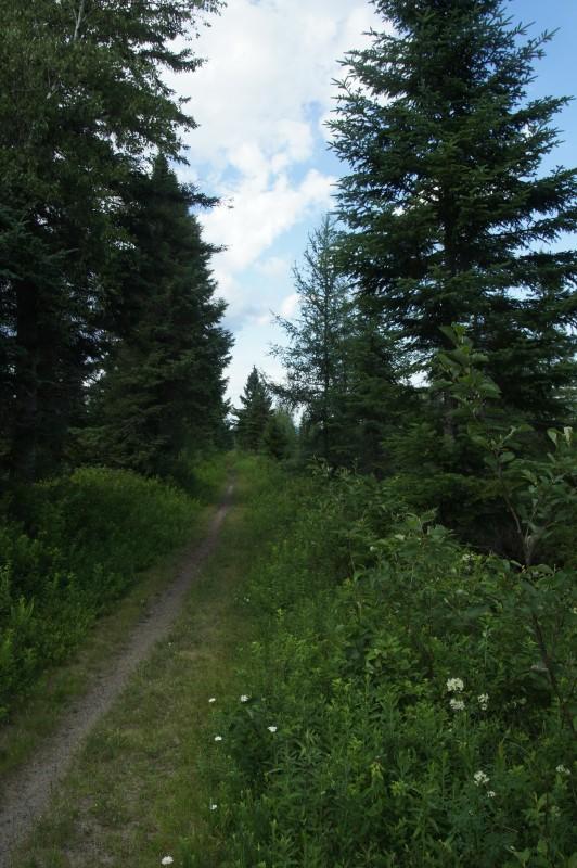 The Bloomingdale Bog Trail as it tracks north through the bog. It is a great place for a quiet bike ride or walk. The Bloomingdale Bog Trail