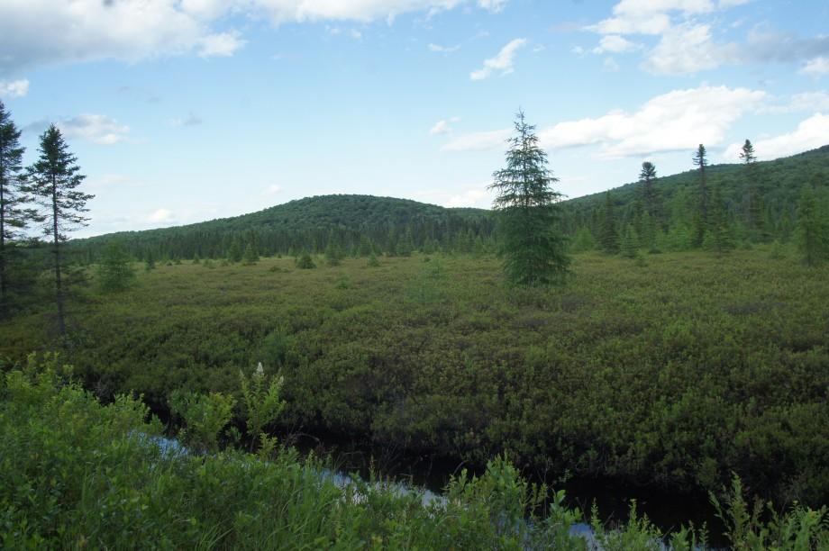 Bloomingdale Bog offers some great views and nice opportunities to study bog plants. Bloomingdale Bog