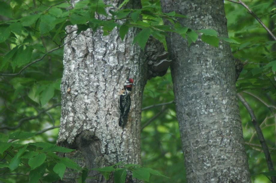 Yellow-bellied Sapsucker Nest hole