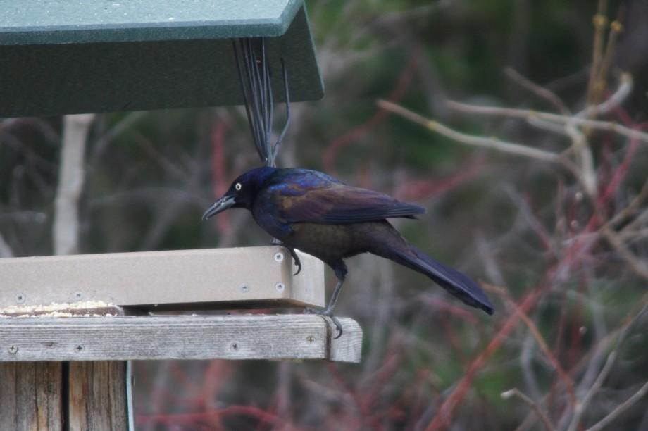 Common grackles are among the first songbirds to arrive in spring. Common Grackle Lake Placid