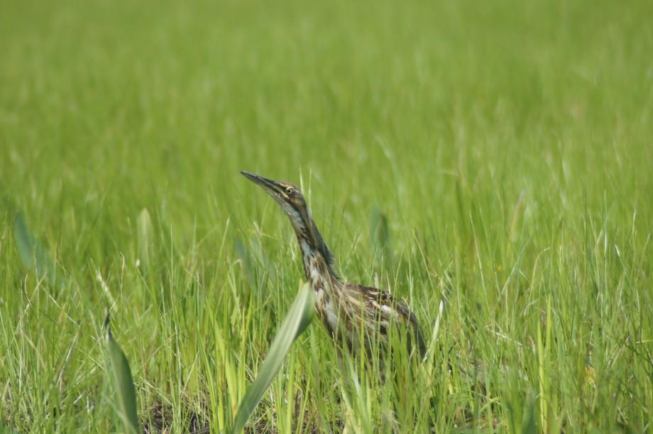 American Bittern Okefenokee Georgia