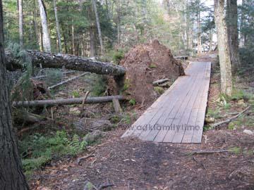 Tropical Irene Topples Trees at Brewster Peninsula Brewster Peninsula Trees Down