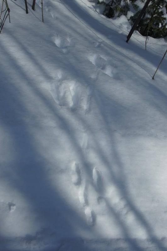 Snowshoe Hare Tracks in the Snow
