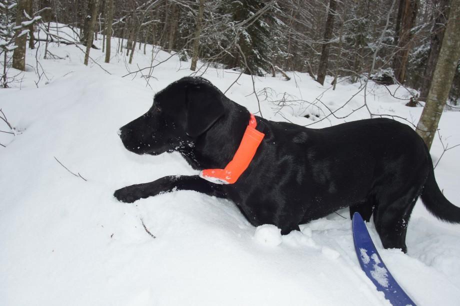Wren explores the snow