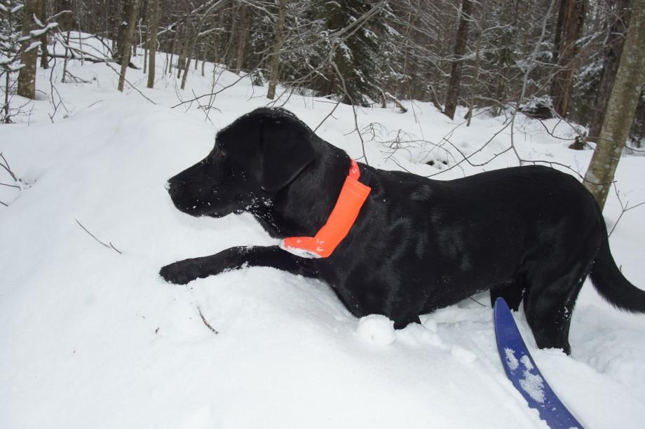Wren loves to explore in the snow Wren explores the snow