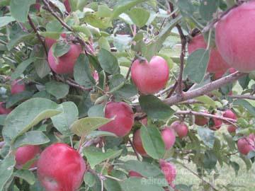 U Pick apples at Applejacks Orchard, Peru applejacks orchard apple tree