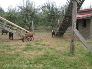 Applejacks Orchard Peru petting zoo