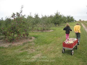 Pulling the wagon at Applejacks Orchard in Peru Applejacks Orchard wagon with kids