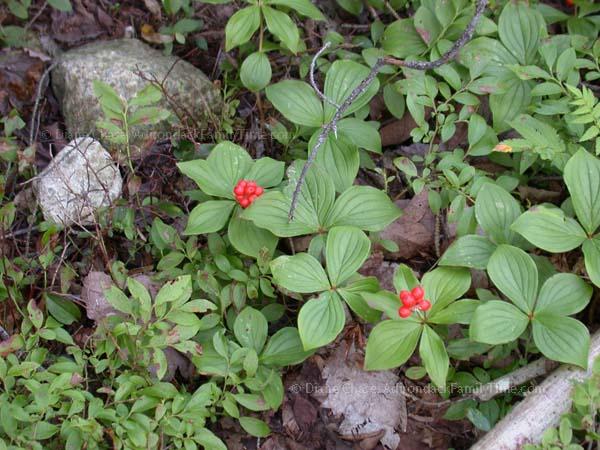 Bunchberries in fruit along the trail Bunchberries in fruit