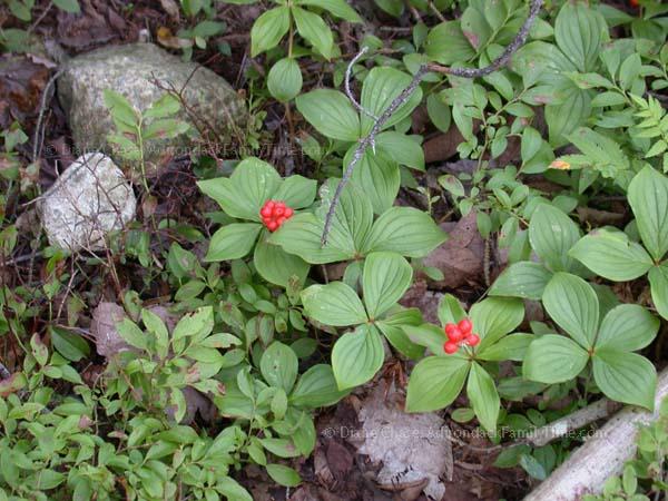 Bunchberries in fruit