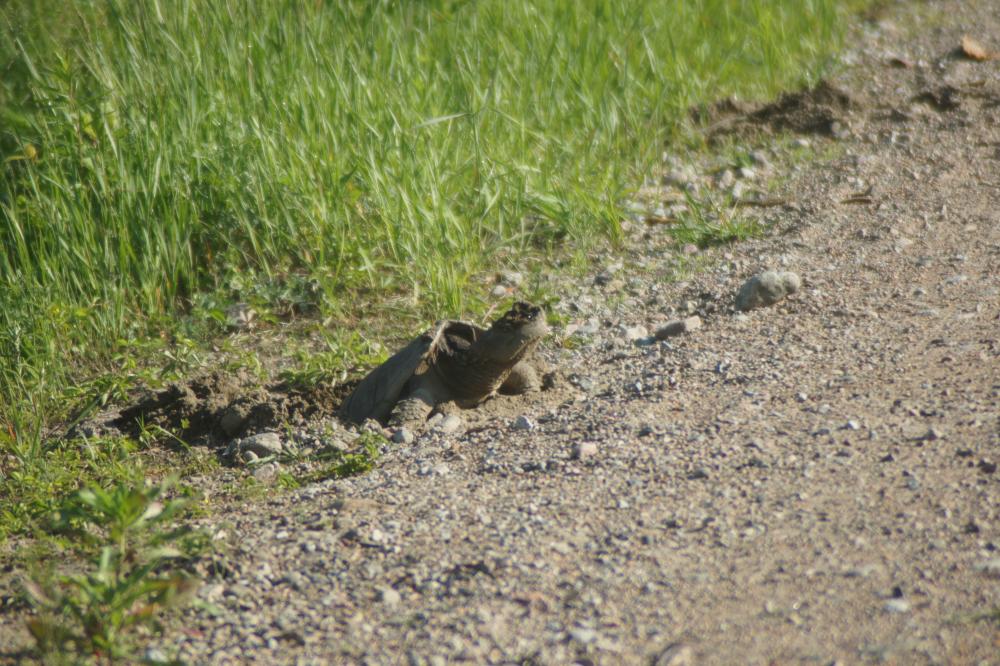 A female snapping turtle lays eggs along the road that leads into Spring Pond Bog. Snapping Turtle laying eggs