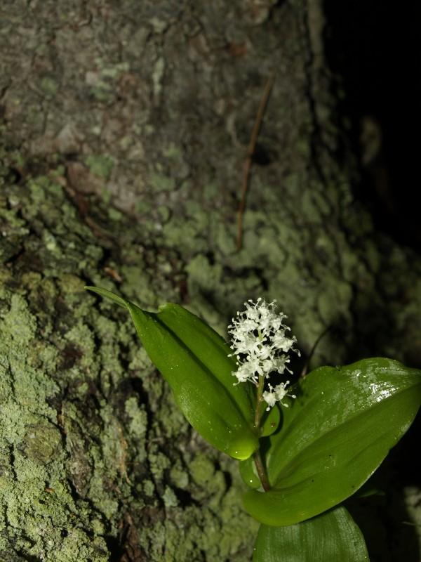 Lily of the Valley