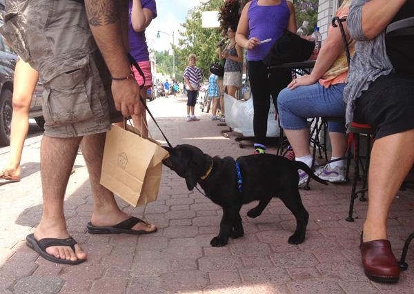 Puppy shopping on Main Street Lake Placid Puppy shopping Main St