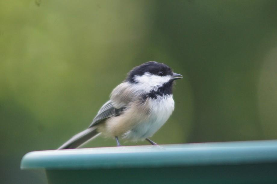 Black-capped chickadee