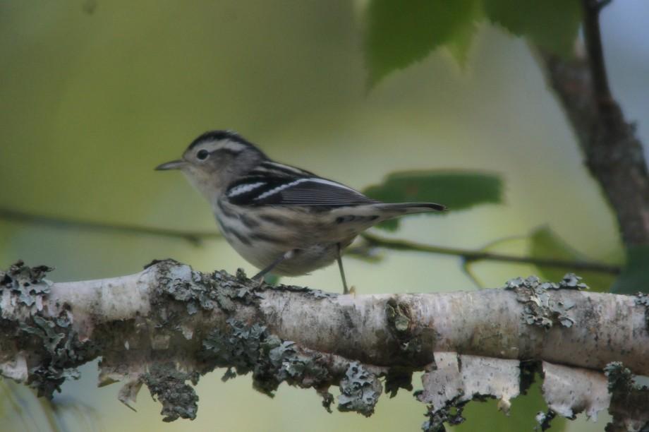 Black and white warbler