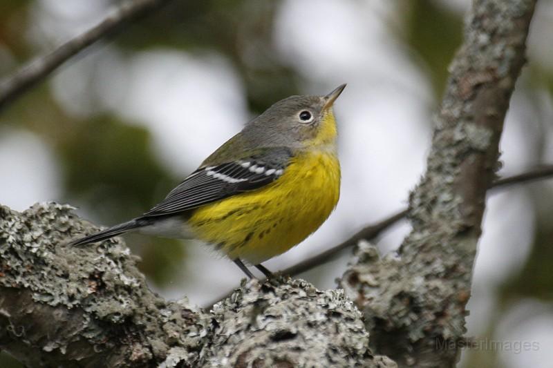 Magnolia warbler