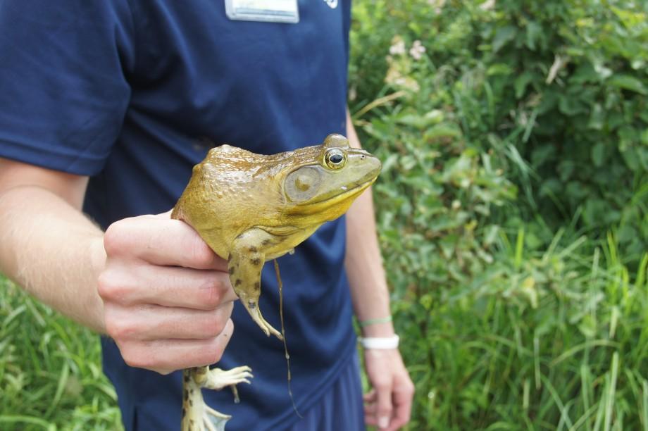A Wild Center naturalist holds up a bullfrog during the recent ATBI event in Saranac Lake. Naturalists from The Wild Center helped both with biological surveys and public programs during the event. Bullfrog - ATBI event