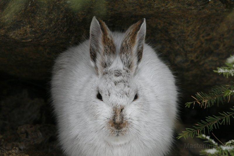 Snowshoe hare winter