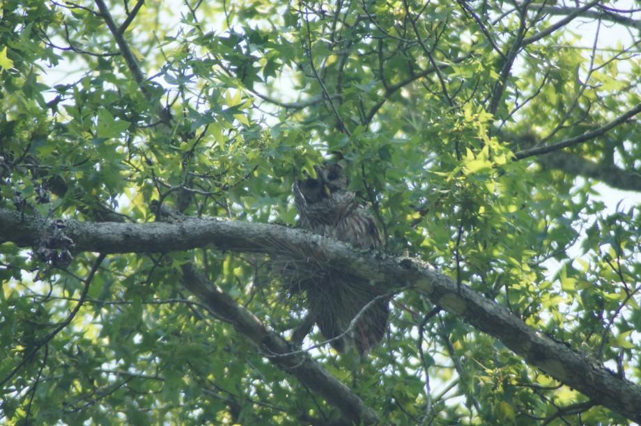 An adult barred owl looks at me while I canoe in Ocala National Forest, Florida Barred owl - Ocala NF
