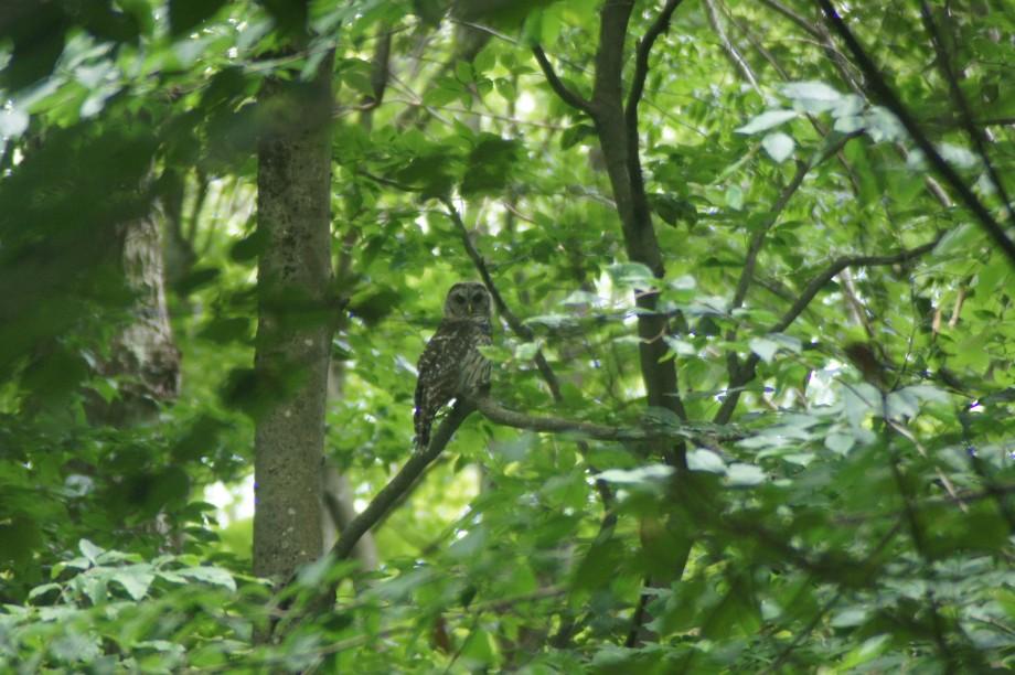 A young barred owl peers at us through the branches as we descend St. Regis Mountain near Paul Smiths. Baby Barred owl - St. Regis Mt.