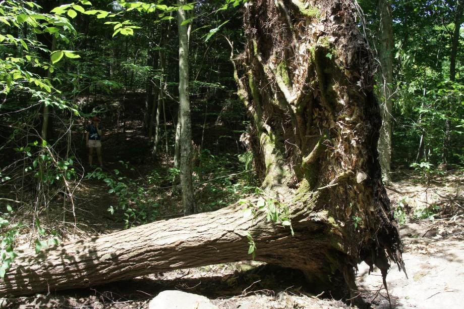 Recent storms have knocked over several trees along the trail, but all are easily navigated. Tipped up tree - St. Regis Mt.