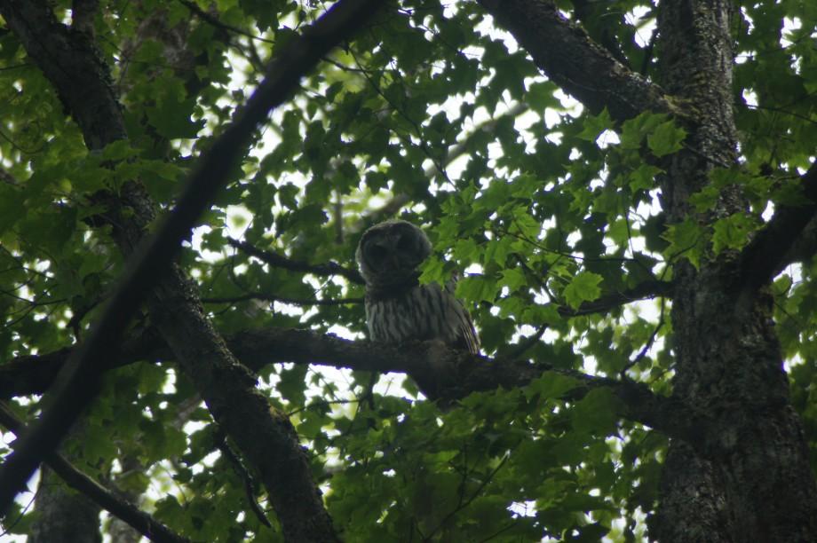 A young barred owl looks at us from the shadows. Young Barred owl - St. Regis Mt.
