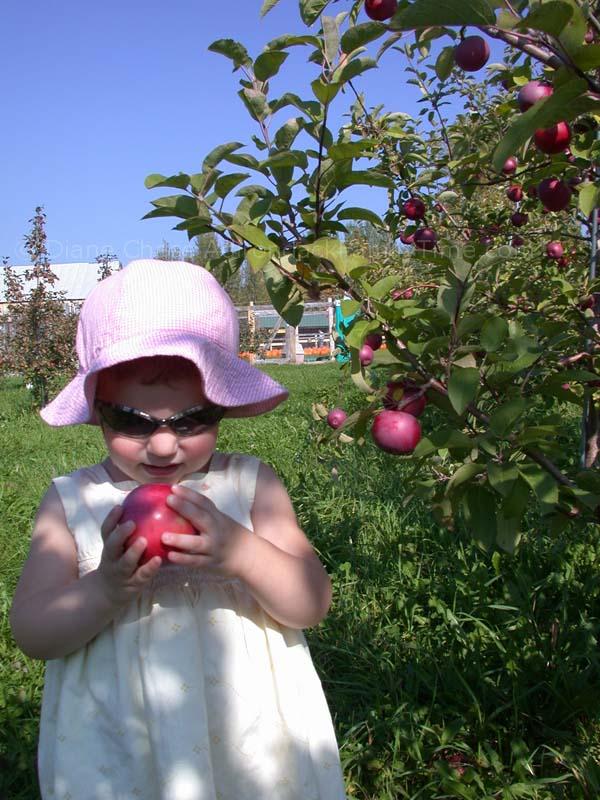 Picking apples at Banker's Orchard is fun for all! girl holding apple Bankers