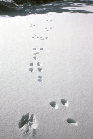 Snowshoe hare tracks, Lake Placid region