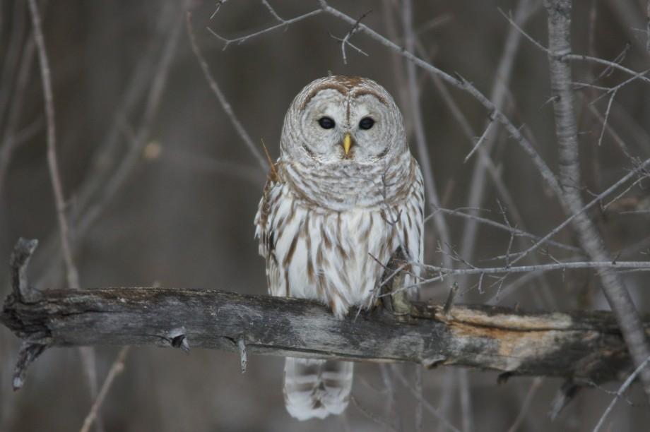 barred owl - AB